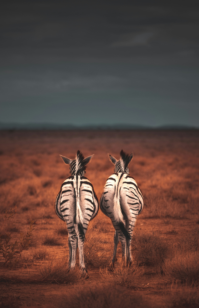 zwei Zebras stehen in der Savanne aufgenommen von hinten von Geranimo auf Unsplash
