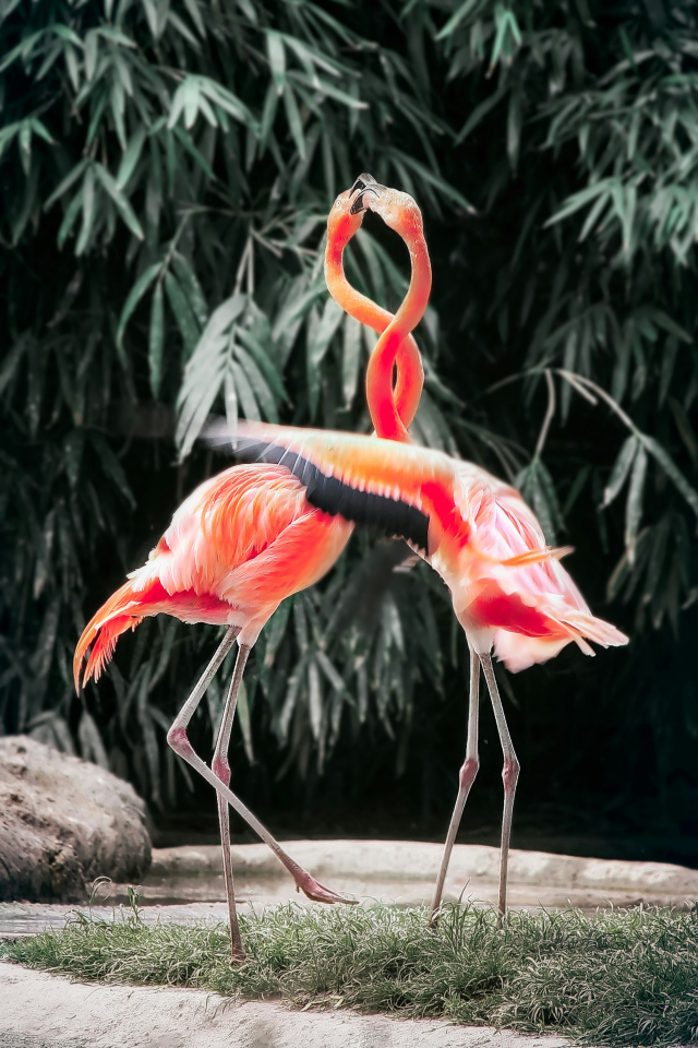 Zwei Flamingos «küssen» sich. Von Simon Berger auf Unsplash.